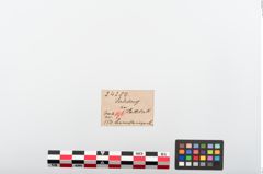 Etiketten zu Perlenkette (NHMW-PRAE-024289)